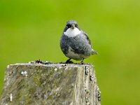 White-throated Sierra-Finch Phrygilus erythronotus